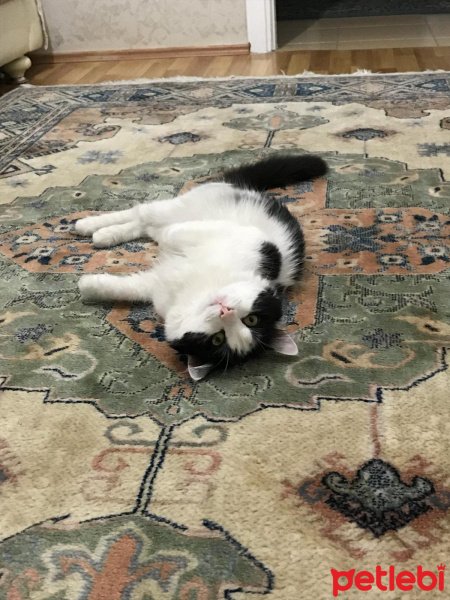 Tekir Kedi, Kedi  Pati fotoğrafı