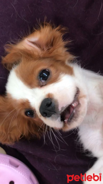 Cavalier King Charles Spanieli, Köpek  Mickey fotoğrafı