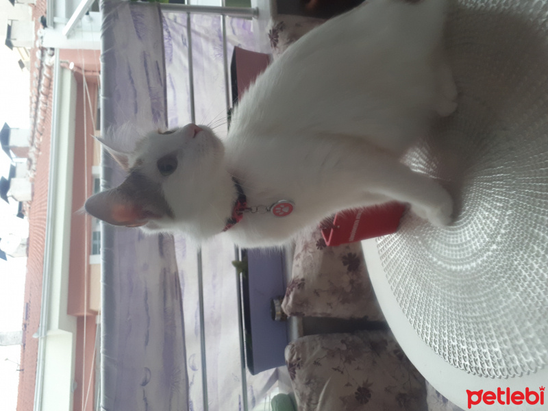 Ankara Kedisi, Kedi  Fındık fotoğrafı
