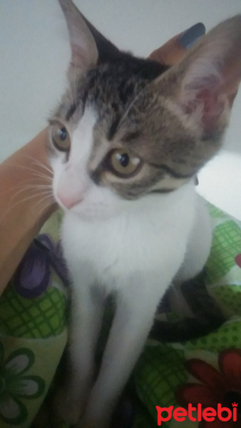 Tekir Kedi, Kedi  yırtık fotoğrafı