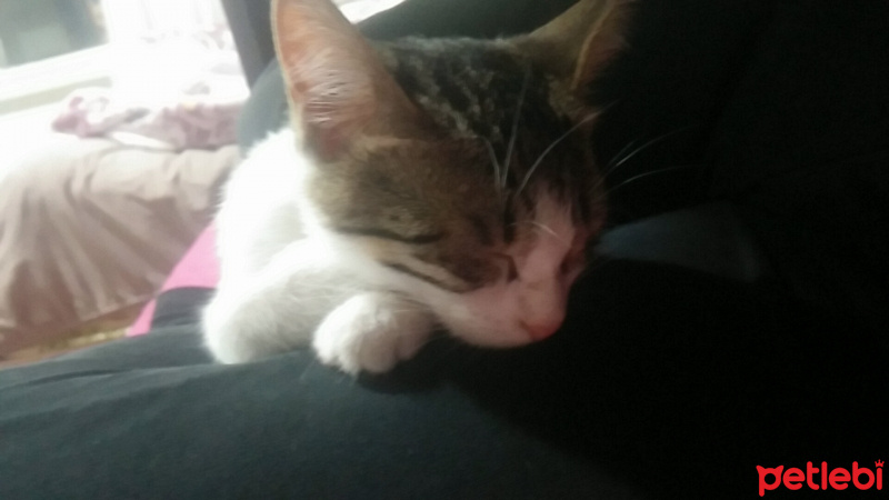 Tekir Kedi, Kedi  yırtık fotoğrafı