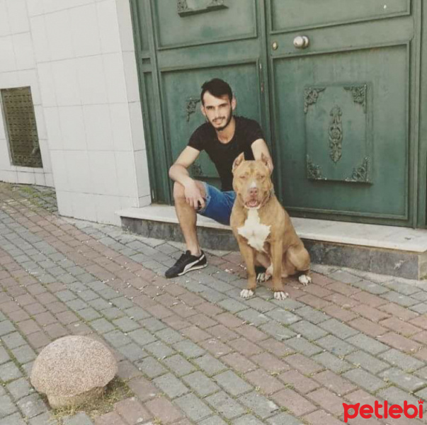 Amerikan Pitbull Terrier, Köpek  Cesur fotoğrafı