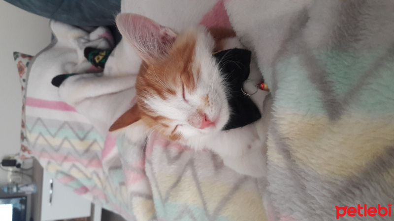Tekir Kedi, Kedi  Mırmır fotoğrafı