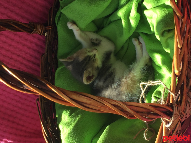 Tekir Kedi, Kedi  Mia fotoğrafı