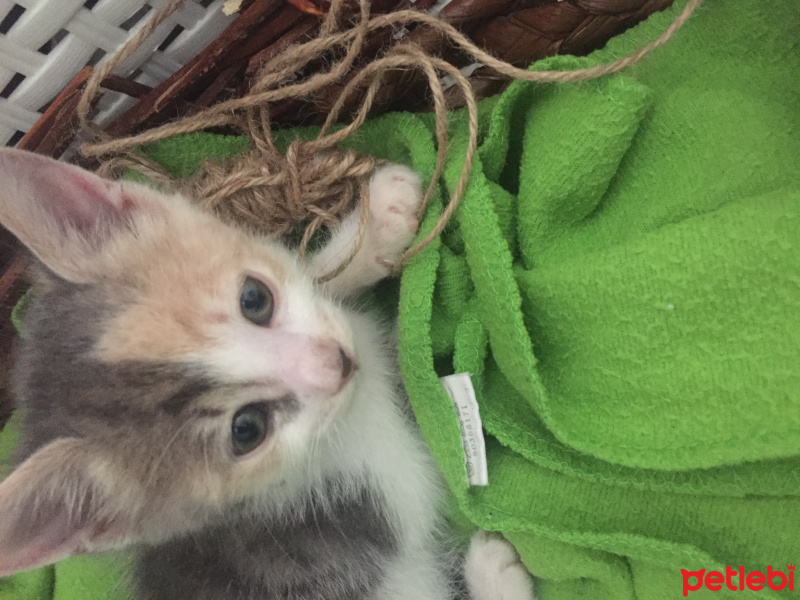 Tekir Kedi, Kedi  Mia fotoğrafı