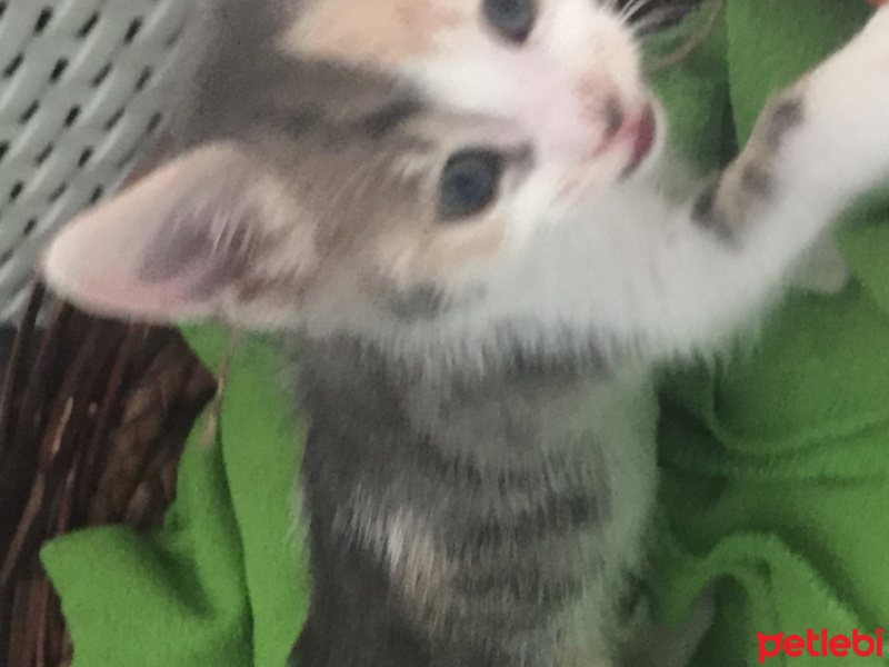 Tekir Kedi, Kedi  Mia fotoğrafı