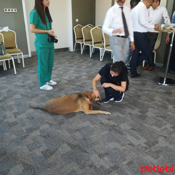 Sokö (Sokak Köpeği), Köpek  Galos fotoğrafı