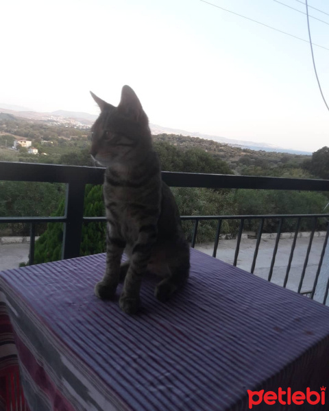 Tekir Kedi, Kedi  Mazlum fotoğrafı