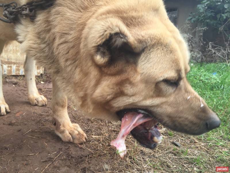 Kangal, Köpek  Duman fotoğrafı