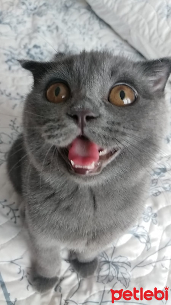 Scottish Fold, Kedi  Lulu fotoğrafı