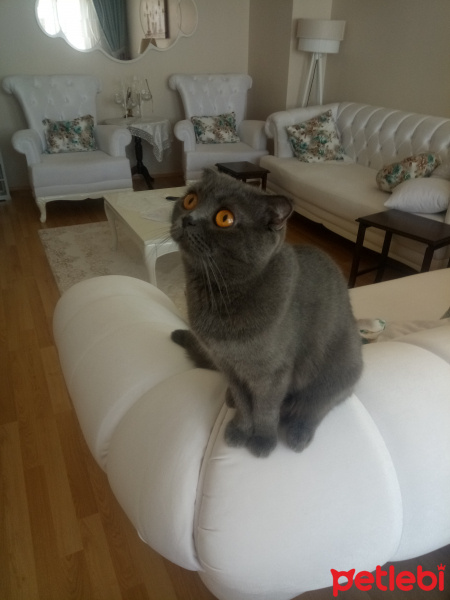 Scottish Fold, Kedi  Lulu fotoğrafı
