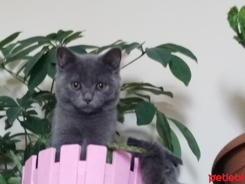 Scottish Fold, Kedi  Lulu fotoğrafı