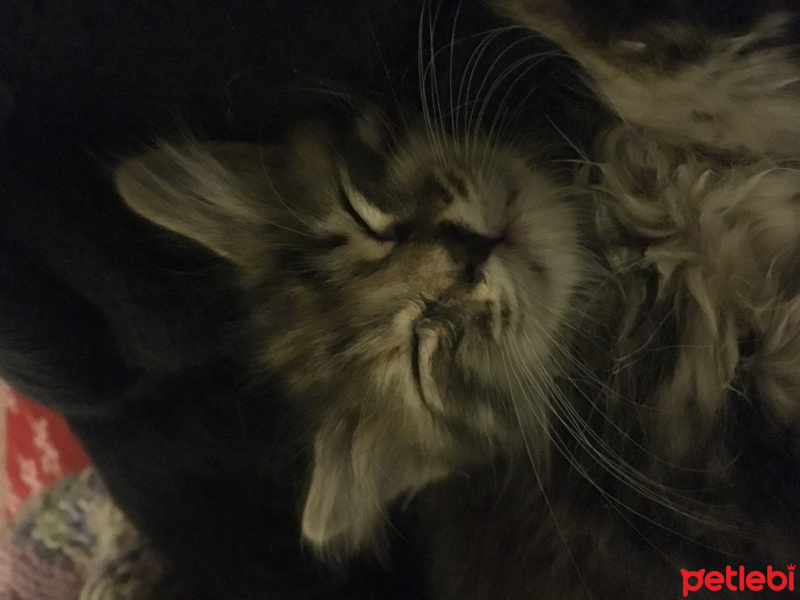 Tekir Kedi, Kedi  Boncuk fotoğrafı