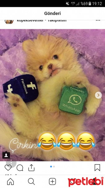 Pekingese, Köpek  Pony fotoğrafı