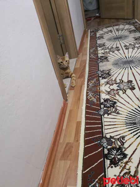 Sarman, Kedi  Şeftali fotoğrafı