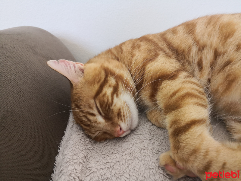 Sarman, Kedi  Şeftali fotoğrafı