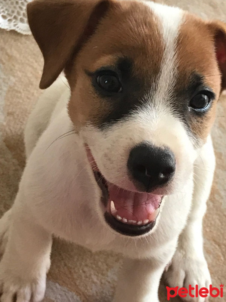 Jack Russell Terrier, Köpek  Zeus fotoğrafı