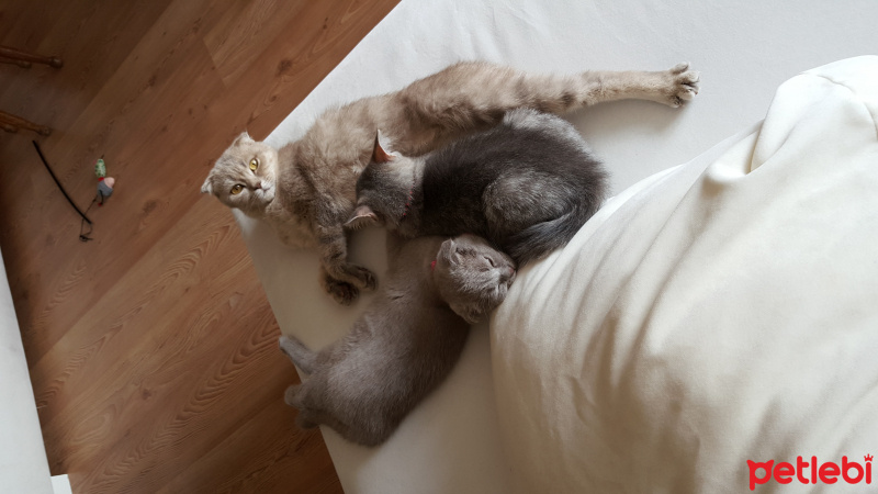 Scottish Fold, Kedi  Pudra fotoğrafı