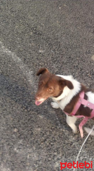 Sokö (Sokak Köpeği), Köpek  Ares fotoğrafı