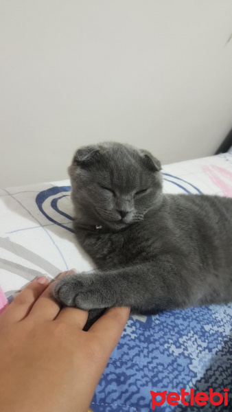 Scottish Fold, Kedi  Viski ❤️ fotoğrafı