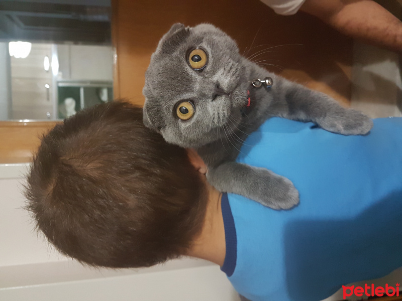 Scottish Fold, Kedi  Viski ❤️ fotoğrafı