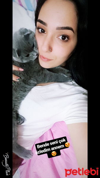 Scottish Fold, Kedi  Viski ❤️ fotoğrafı