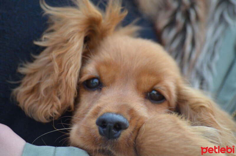 Amerikan Cocker Spaniel, Köpek  Poyraz fotoğrafı