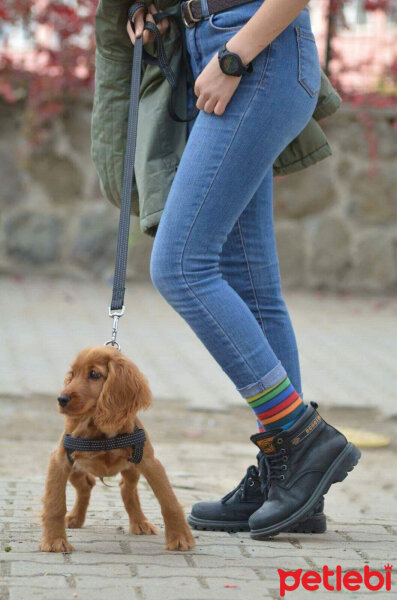 Amerikan Cocker Spaniel, Köpek  Poyraz fotoğrafı