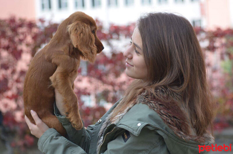 Amerikan Cocker Spaniel, Köpek  Poyraz fotoğrafı