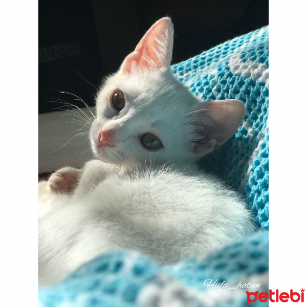 Tekir Kedi, Kedi  Afrodit fotoğrafı