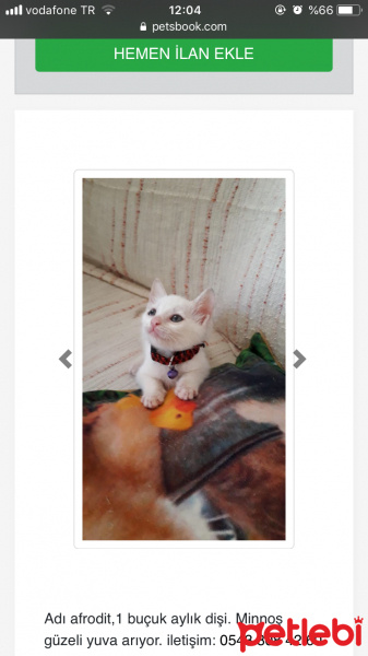 Tekir Kedi, Kedi  Afrodit fotoğrafı