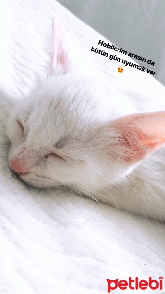 Tekir Kedi, Kedi  Afrodit fotoğrafı