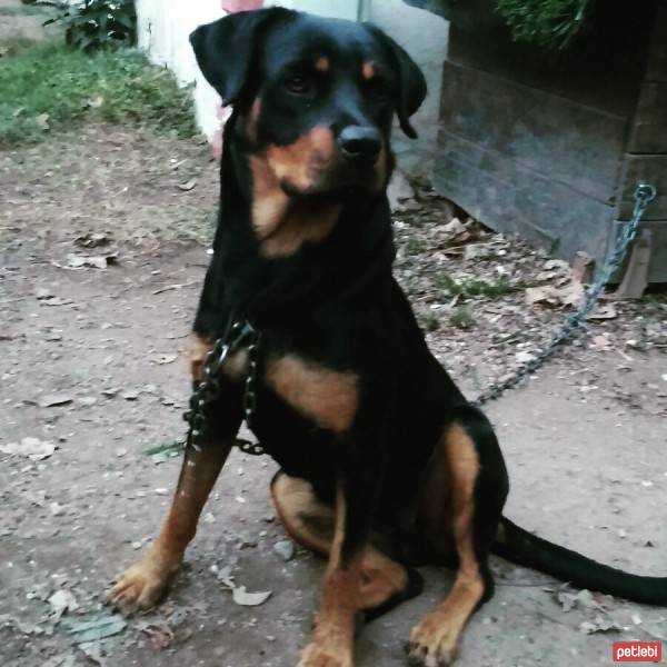 Rottweiler, Köpek  Deyzi fotoğrafı