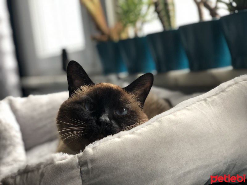 Siyam Kedisi, Kedi  Zek fotoğrafı