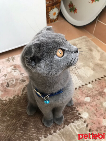 Scottish Fold, Kedi  Batman fotoğrafı