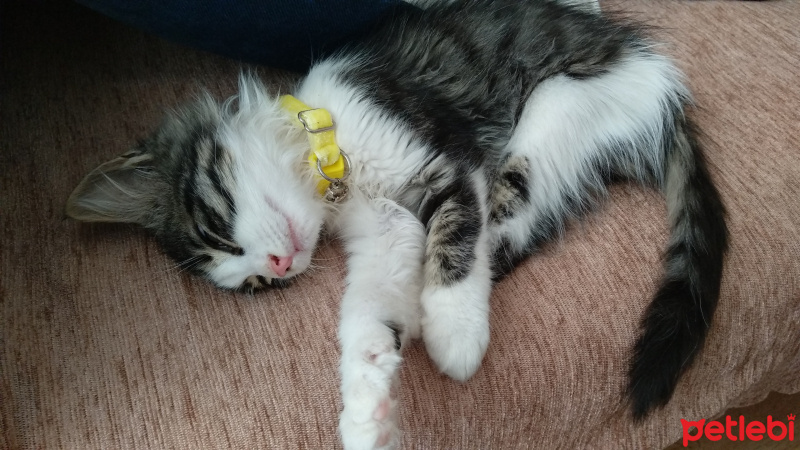 Tekir Kedi, Kedi  Asena fotoğrafı