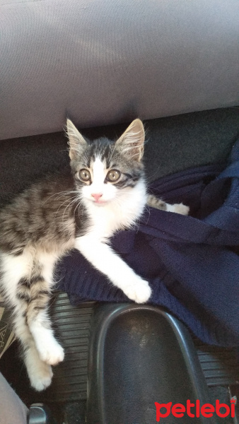 Tekir Kedi, Kedi  Asena fotoğrafı
