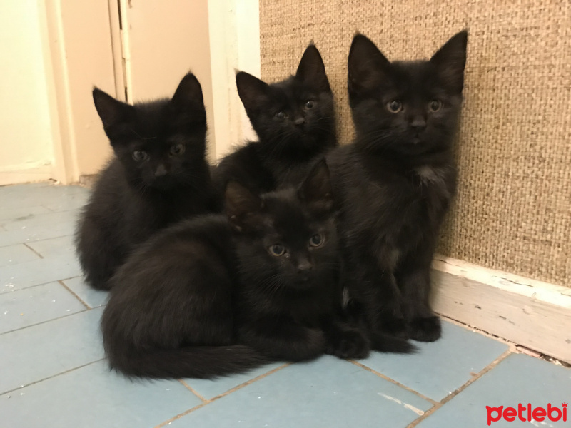 Tekir Kedi, Kedi  Minik bebişlerimiz fotoğrafı