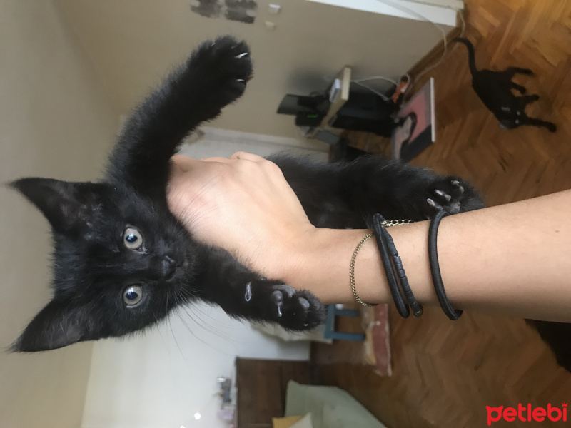 Tekir Kedi, Kedi  Minik bebişlerimiz fotoğrafı
