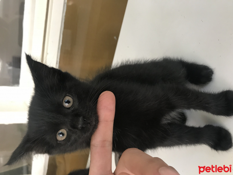 Tekir Kedi, Kedi  Minik bebişlerimiz fotoğrafı