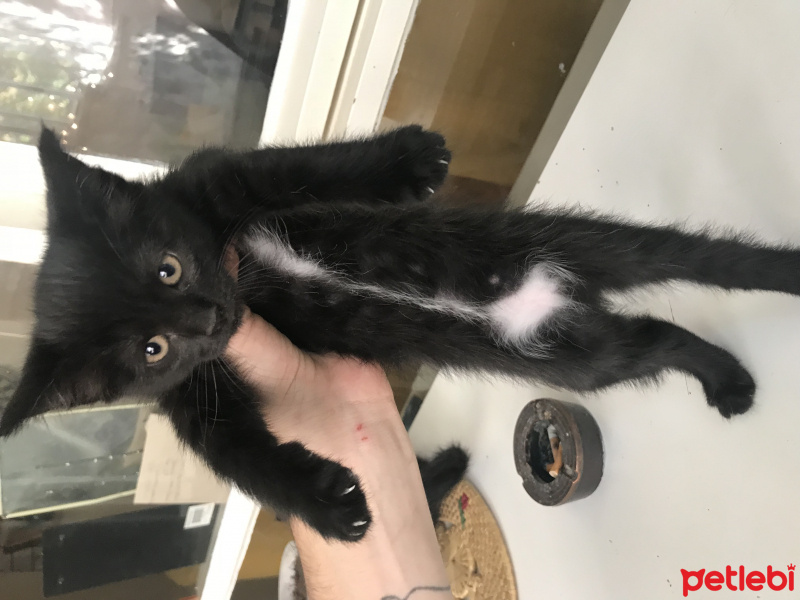 Tekir Kedi, Kedi  Minik bebişlerimiz fotoğrafı