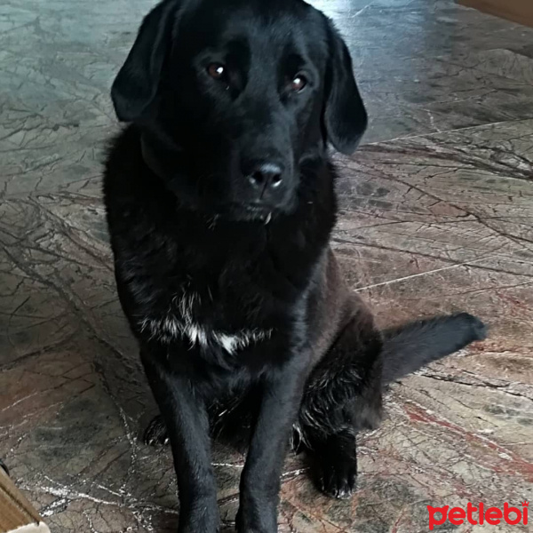 Golden Retriever, Köpek  Gölge fotoğrafı