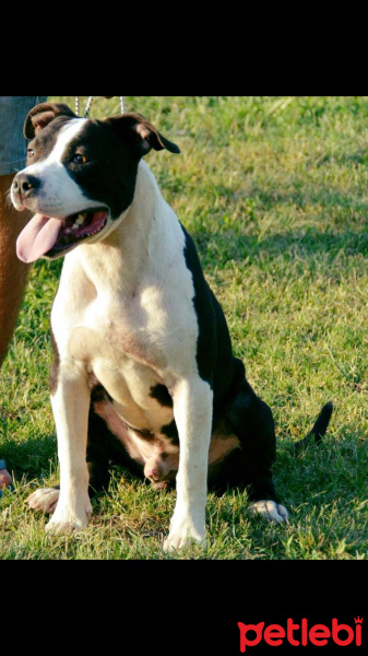 Staffordshire Bull Terrier, Köpek  Staff fotoğrafı