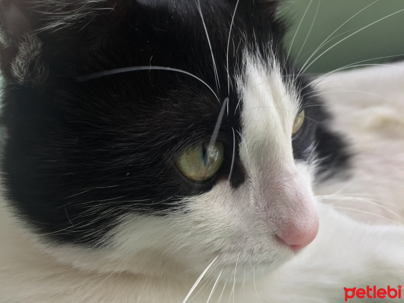 Tuxedo (Smokin) Kedi, Kedi  Efendi fotoğrafı