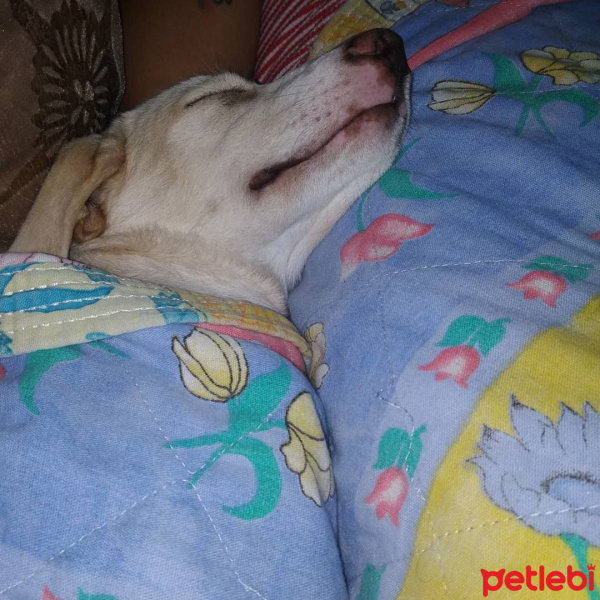 Labrador Retriever, Köpek  GECE fotoğrafı