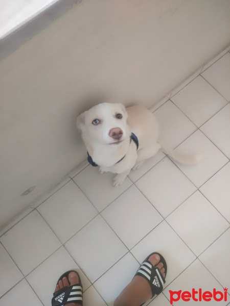 Labrador Retriever, Köpek  GECE fotoğrafı
