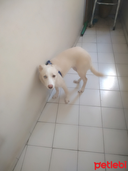 Labrador Retriever, Köpek  GECE fotoğrafı