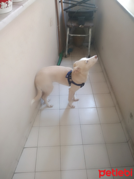 Labrador Retriever, Köpek  GECE fotoğrafı