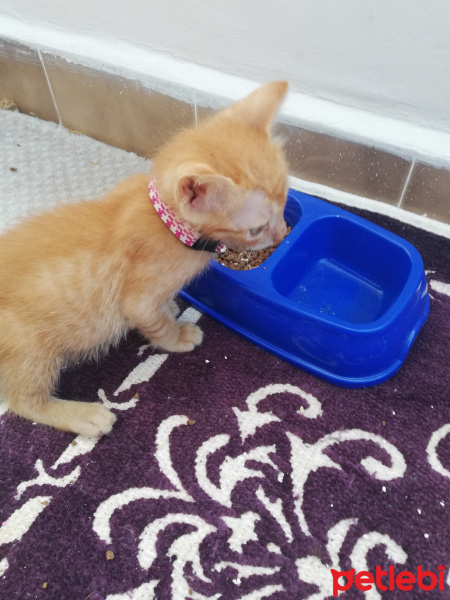Sarman, Kedi  Şeftali fotoğrafı