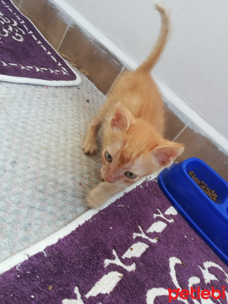 Sarman, Kedi  Şeftali fotoğrafı